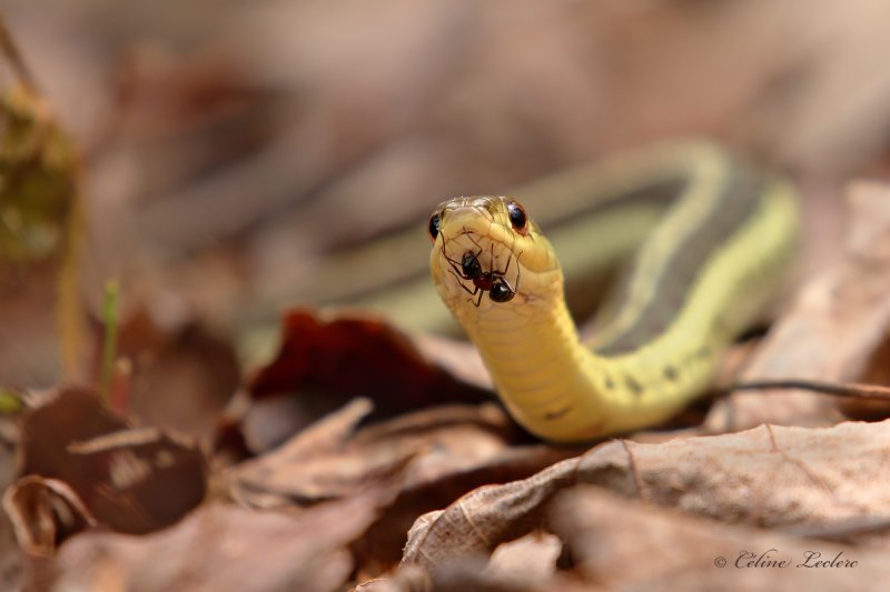 Couleuvre raye_Y3A2630 - Common garter snake