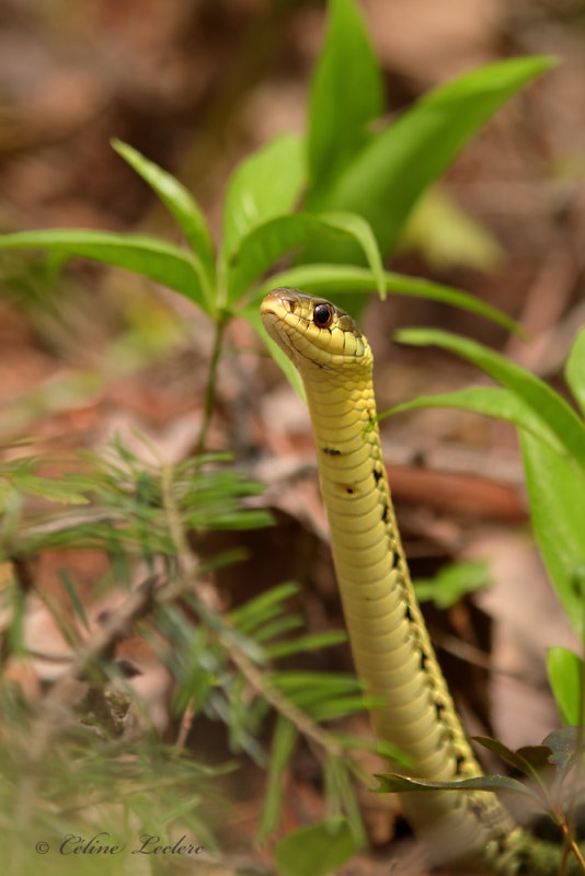 Couleuvre raye_Y3A2736 - Common garter snake