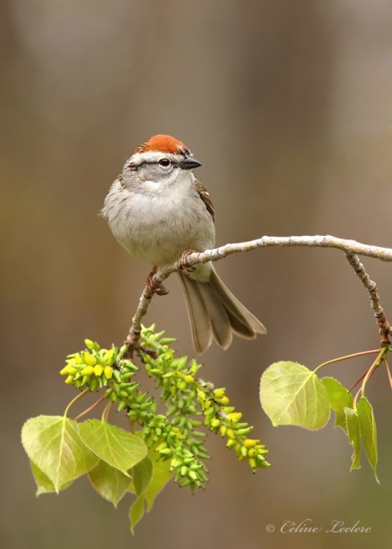 Bruant familier_Y3A2091 - Chipping Sparrow