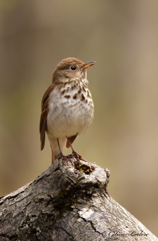 Grive solitaire_Y3A1643 - Hermit Thrush