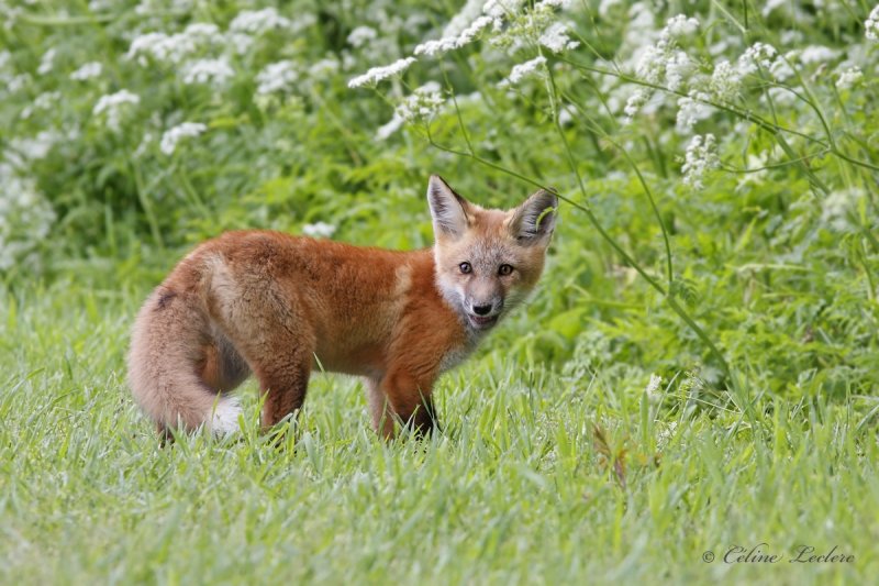 Renardeau roux_2318 - Red fox young