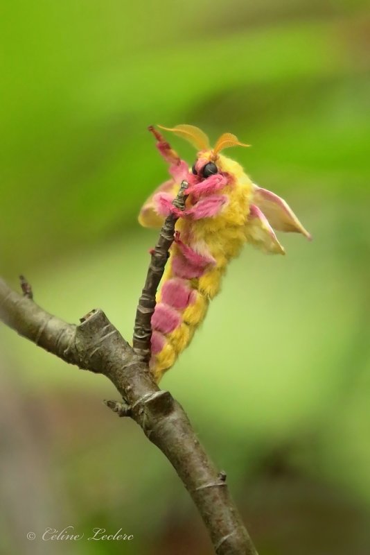 Anisote de l'rable_Y3A5900 - Rosy maple moth