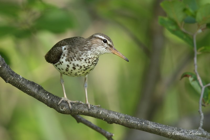 Chevalier grivel_Y3A6401 - Spotted Sandpiper