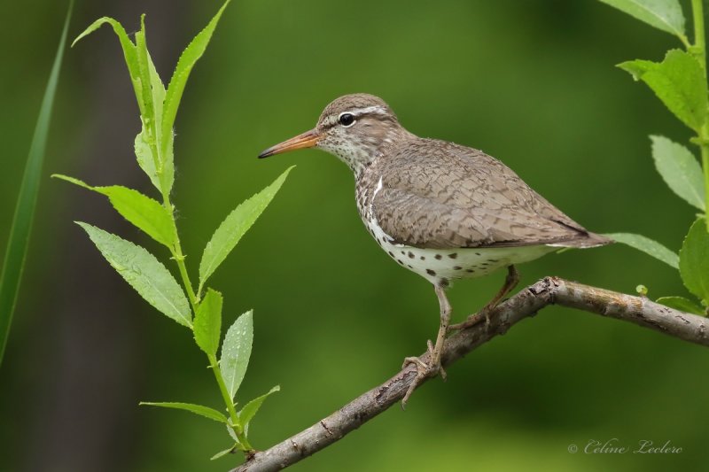 Chevalier grivel_Y3A6232 - Spotted Sandpiper