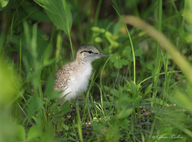 Chevalier grivel (poussin)_Y3A6413 - Spotted Sandpiper chick
