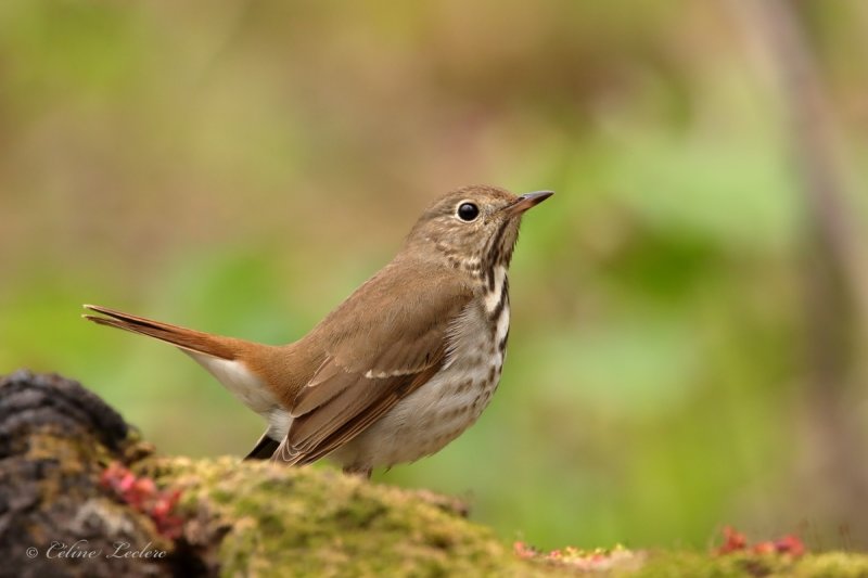 Grive solitaire_Y3A1728 - Hermit Thrush