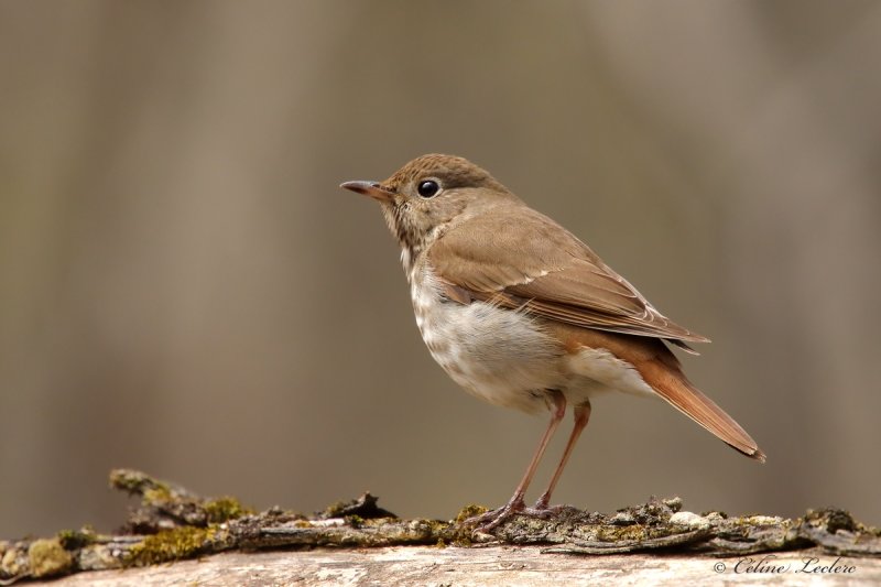 Grive solitaire_Y3A1662 - Hermit Thrush