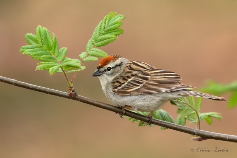 Bruant familier_Y3A2048 - Chipping Sparrow