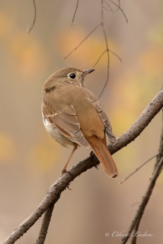 Grive solitaire_Y3A1745 - Hermit Thrush