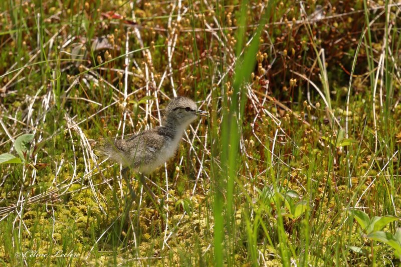 Chevalier grivel (poussin)_Y3A6894 - Spotted Sandpiper chick
