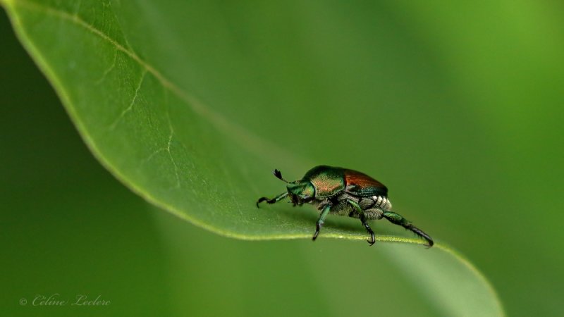 Scarabe japonais (Popillia japonica)_Y3A7207 - Japanese Beetle