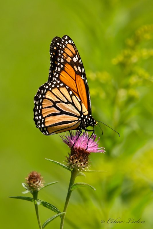 Papillon Monarque_Y3A8166 - Monarch