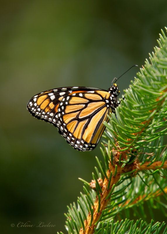 Papillon Monarque_Y3A8171 - Monarch