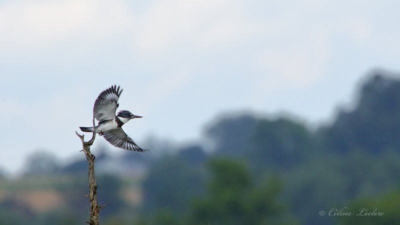 Martin pcheur_Y3A8260 - Belted Kingfisher
