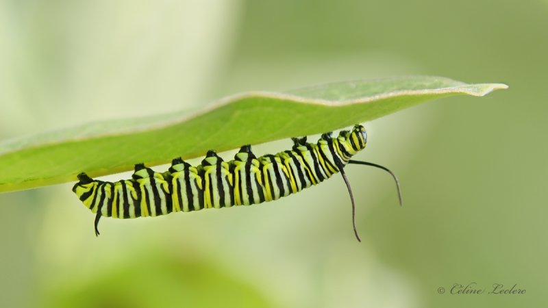 Chenille du papillon Monarque_Y3A8563 - Monarch Caterpillar