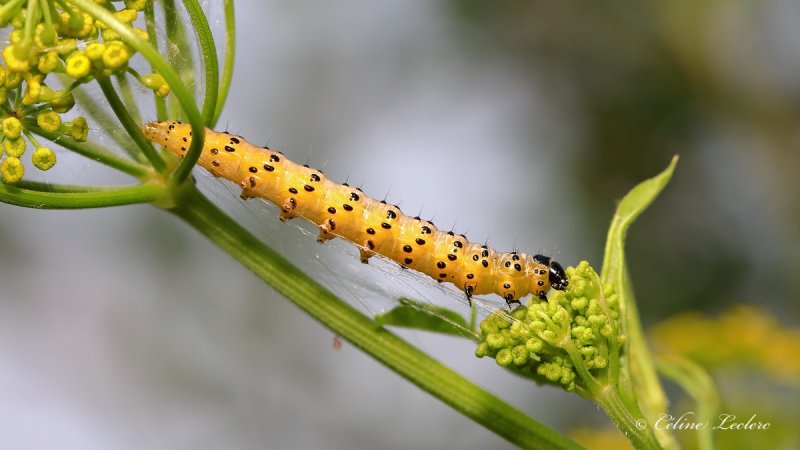 Chenille (inconnu)_8312 - Caterpillar