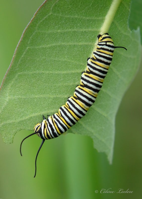 Chenille papillon Monarque_Y3A8332 - Monarch Caterpillar