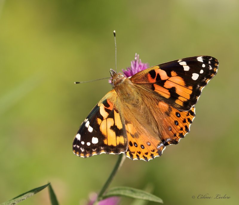 Belle Dame_Y3A8775 - Painted Lady
