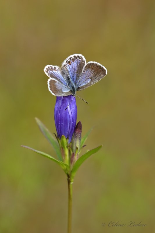 Azur estival (Celastrina neglecta)_Y3A8971