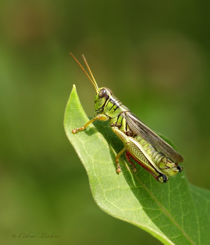 Criquet_Y3A8812 - Grasshopper