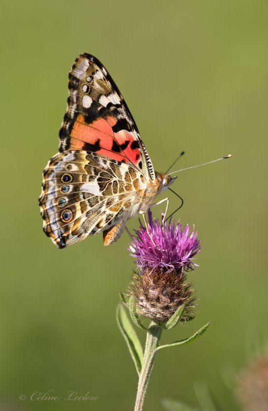 Belle Dame_Y3A8676 - Painted Lady