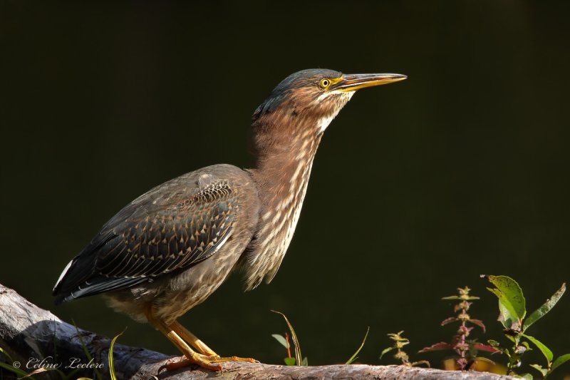 Hron vert_Y3A1642 - Green Heron