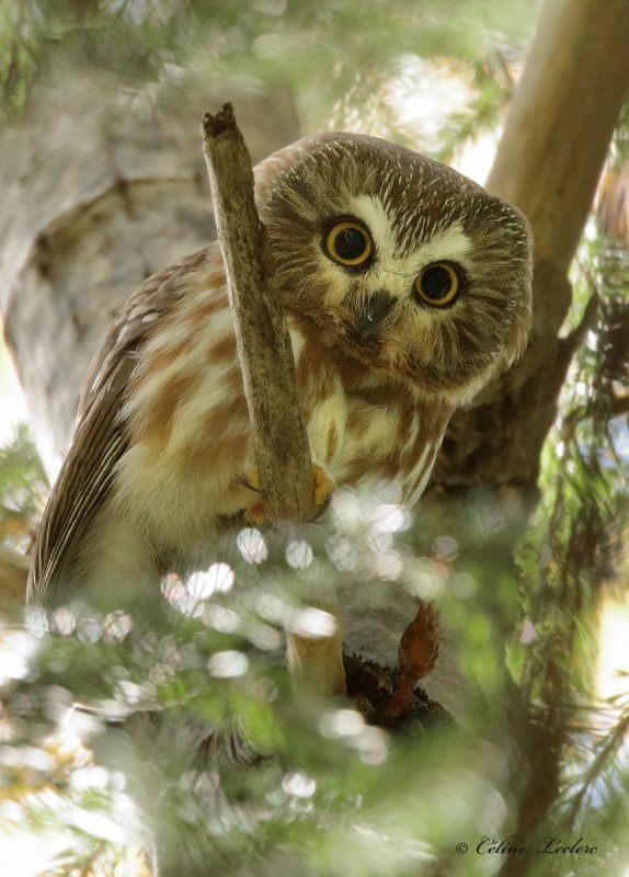 Petite Nyctale_Y3A1880 - Northern Saw-whet Owl