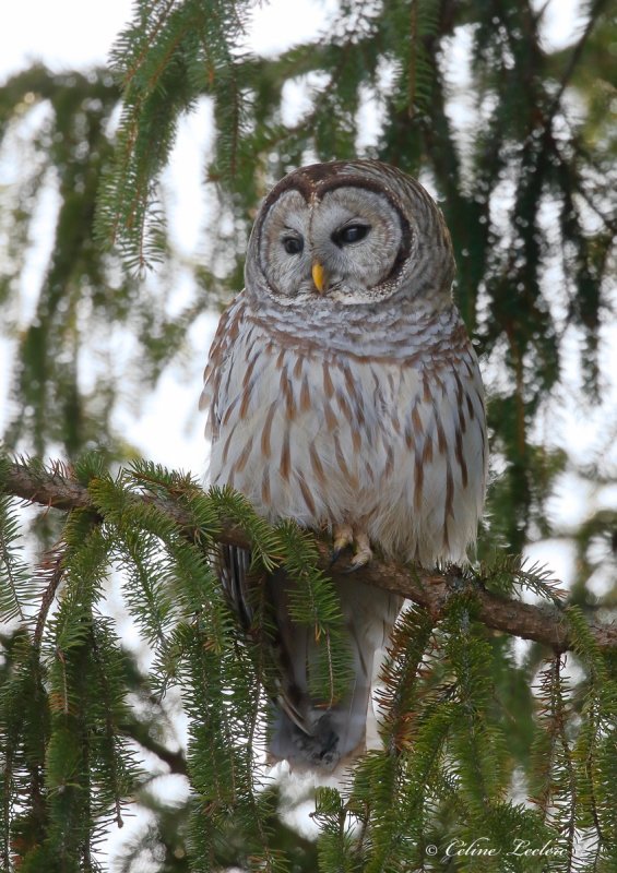 Chouette rayée_Y3A2661 - Barred Owl