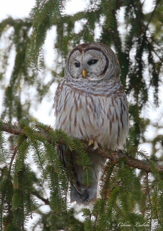 Chouette raye_Y3A2661 - Barred Owl