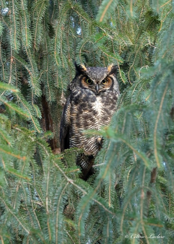 Grand-duc d'Amrique_Y3A3673 - Great Horned Owl