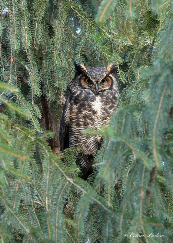 Grand-duc d'Amérique_Y3A3673 - Great Horned Owl