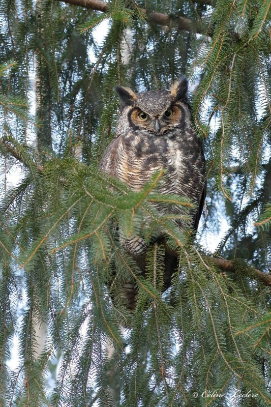 Grand-duc d'Amrique_Y3A3756 - Great Horned Owl