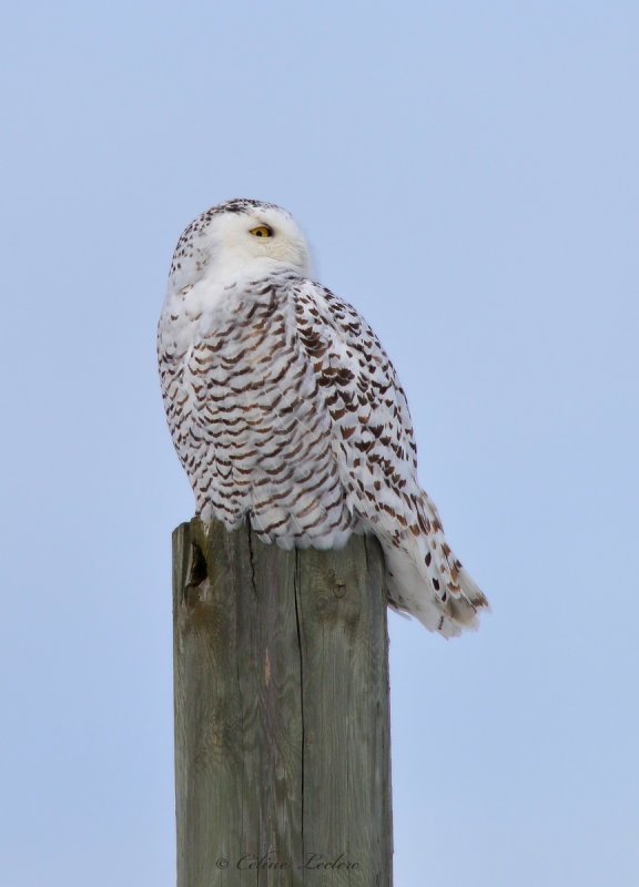 Harfang des neiges_Y3A3932 - Snowy Owl