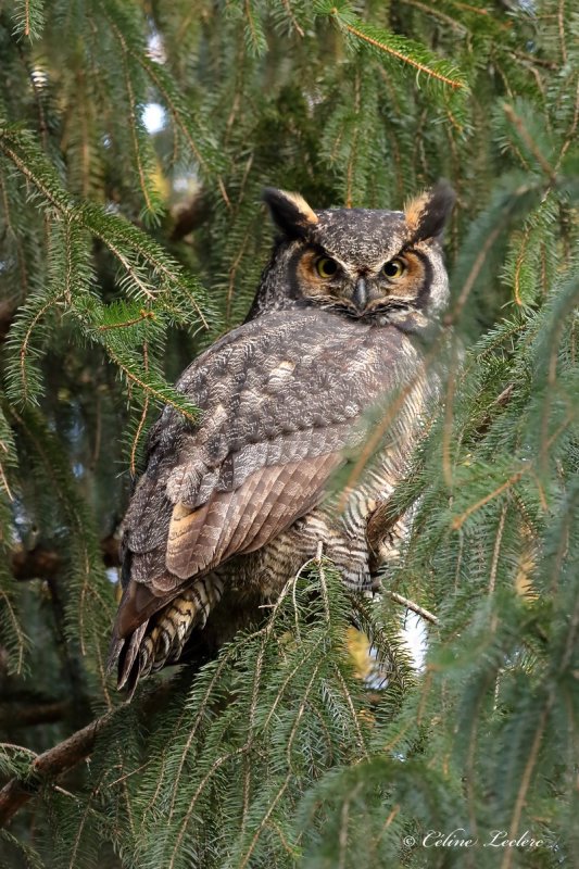 Grand-duc d'Amrique_Y3A3702 - Great Horned Owl