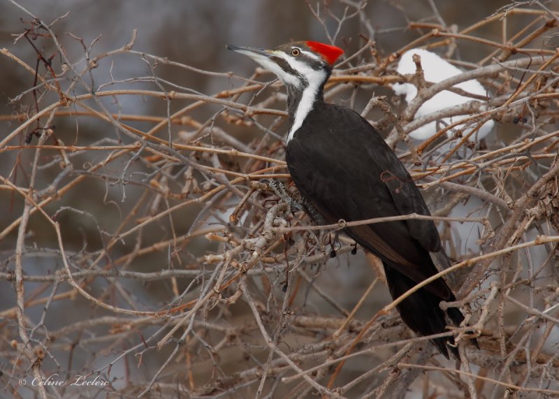 Grand Pic (f)_Y3A4232 - Pileated Woodpecker