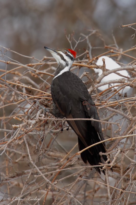 Grand Pic (f)_Y3A4233 - Pileated Woodpecker