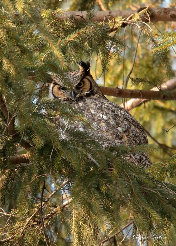 Grand-duc d'Amrique_Y3A4521 - Great Horned Owl