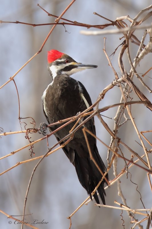 Grand Pic (f)_Y3A4425 - Pileated Woodpecker