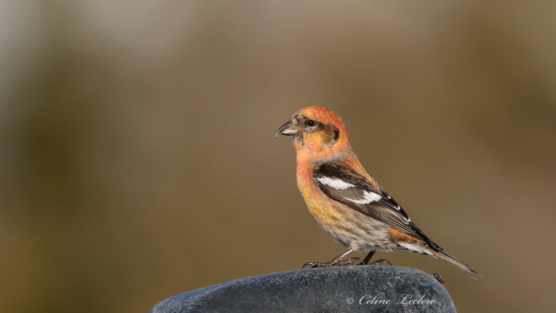 Bec-crois bifasci_Y3A4791 - White-winged Crossbill