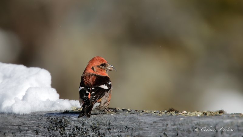 Bec-crois bifasci_Y3A4673 - White-winged Crossbill