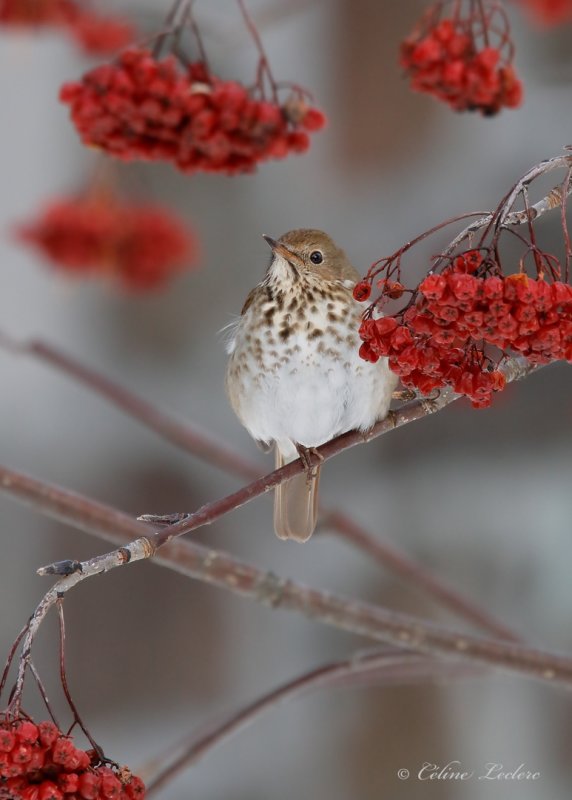 Grive solitaire_Y3A4860 - Hermit Thrush