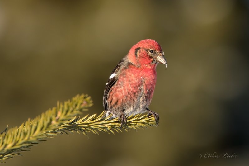 Bec-crois bifasci_Y3A4826 - White-winged Crossbill