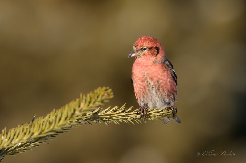 Bec-crois bifasci_Y3A4833 - White-winged Crossbill