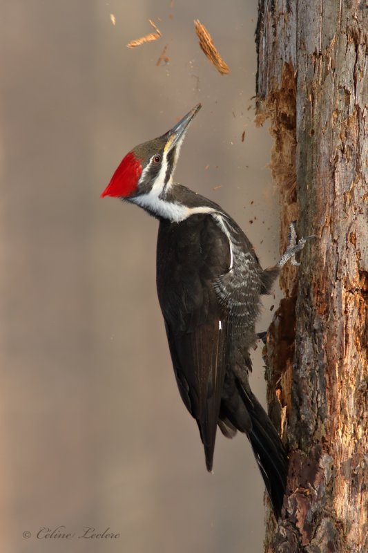 Grand Pic_Y3A6811 - Pileated Woodpecker
