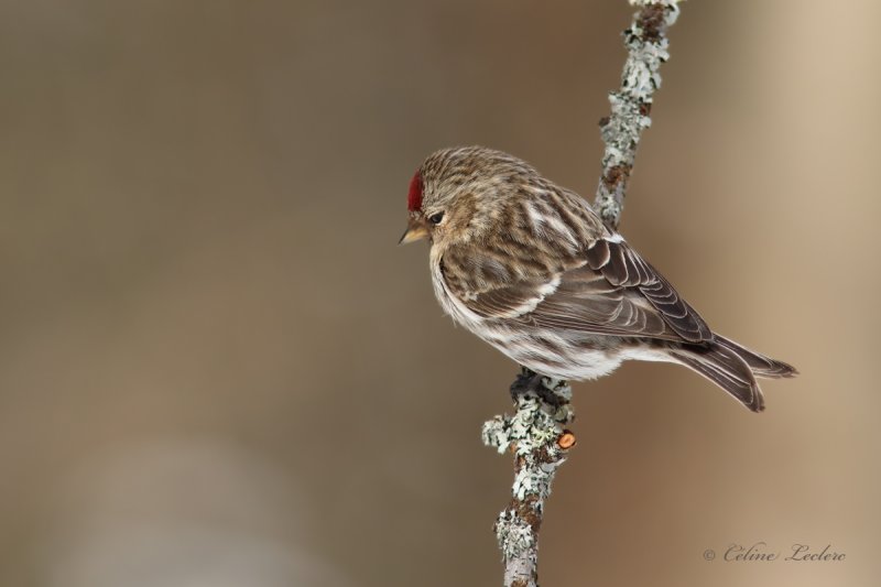 Sizerin flamm_Y3A6006- Common Redpoll