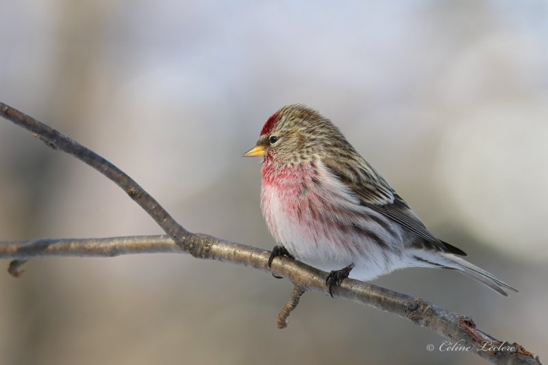 Sizerin flamm_Y3A5464 - Common Redpoll