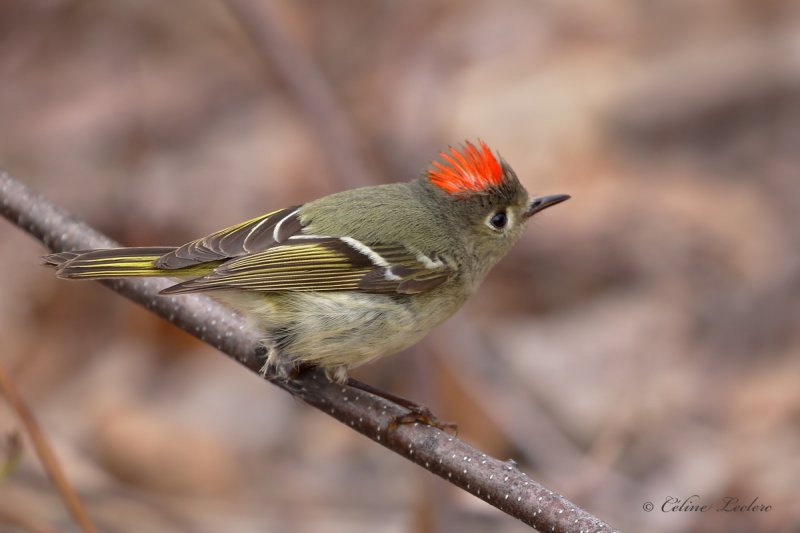 Roitelet  couronne rubis_Y3A7910 - Ruby-crowned Kinglet