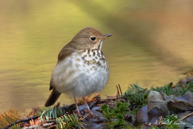 Grive solitaire_Y3A5567 - Hermit Thrush