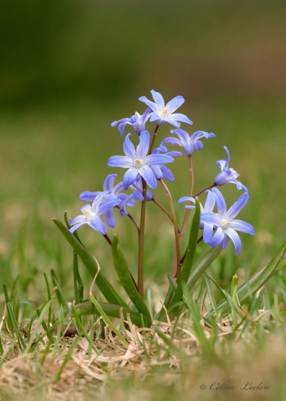 Gloire des neiges (Chionodoxa luciliae)_Y3A5537 - Glory of the snow