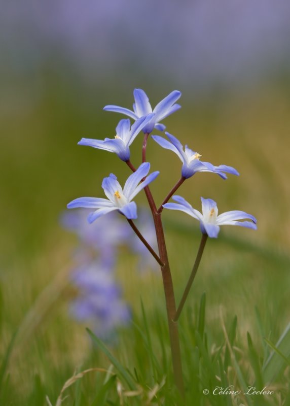 Gloire des neiges (Chionodoxa luciliae)_Y3A5762 - Glory of the snow